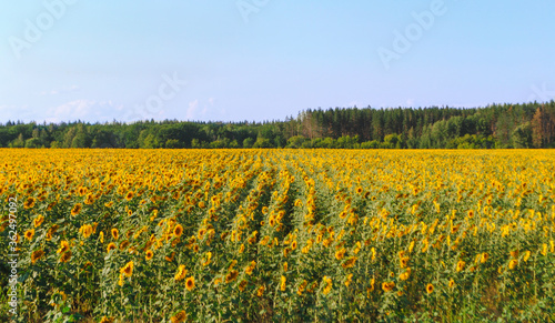 Sunflowers in a field on a sunny summer day