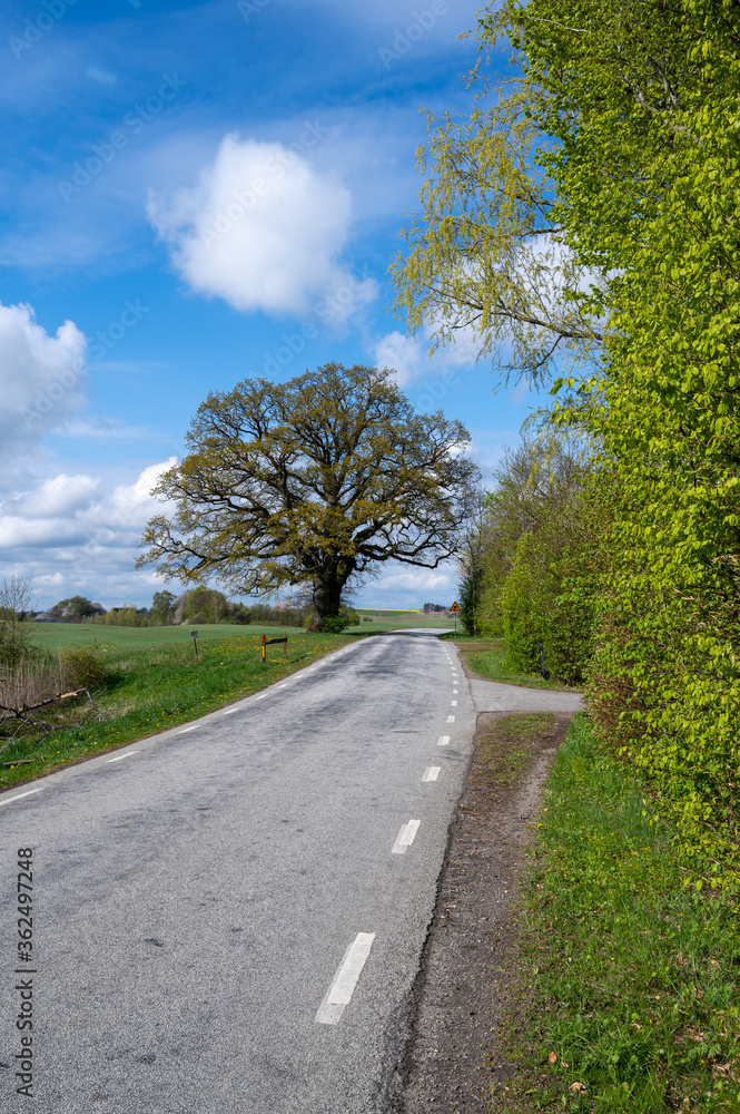 An ancient oak tree stands next to a rural country road in southern Sweden during summer