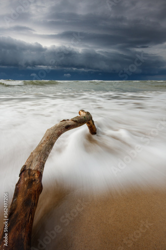 Driftwood in the sea.Approaching storm over the Baltic Sea