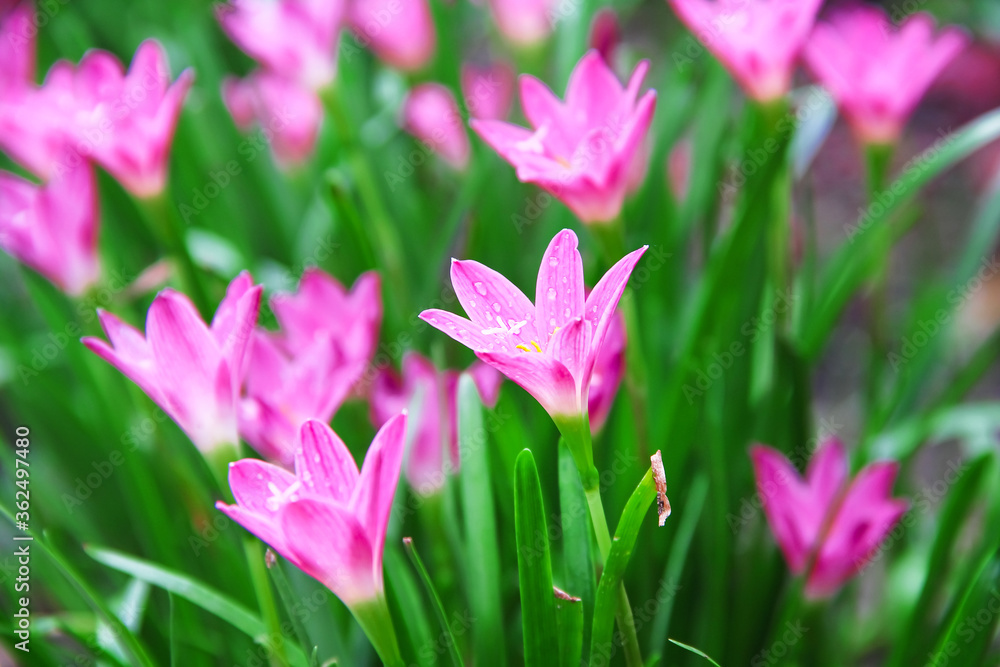 Obraz premium Colorful flower pink rain lily field with water drops blooming in nature garden background