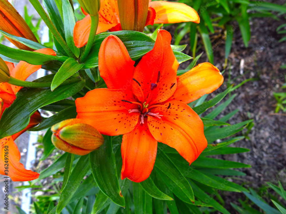 Fototapeta premium orange Lily blooms beautifully in a flower bed in the garden