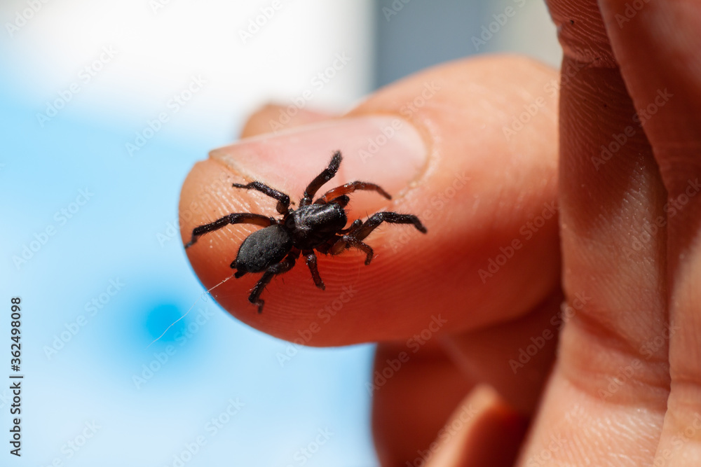 Obraz premium a small poisonous spider on the arm of a man bites the skin injects poison