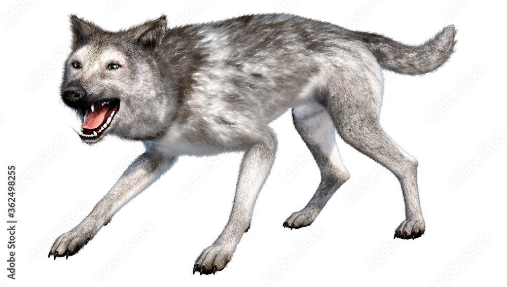 3D Rendering Grey Wolf on White 3D Rendering Grey Wolf on White