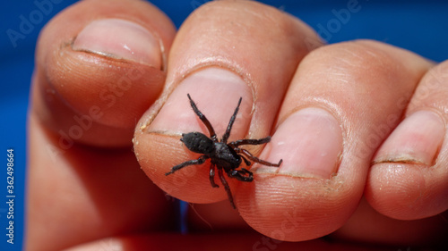 a small poisonous spider on the arm of a man bites the skin injects poison