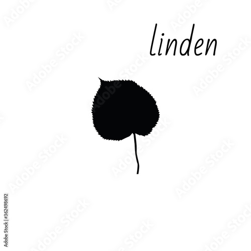 Linden leaf icon isolated on clean background.