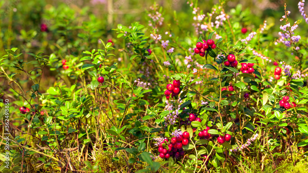 Red cowberry, lingonberry or partridgeberry in forest.