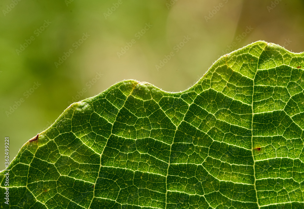 Close-up view of the green leaf in the sunny day Close-up view of the green leaf in the sunny day