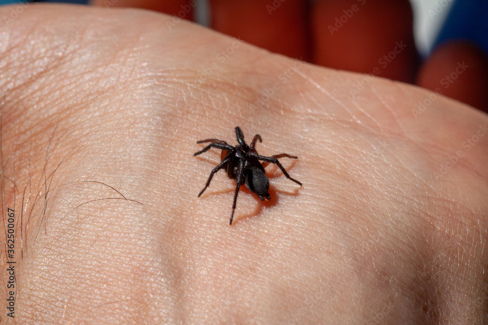 a small poisonous spider on the arm of a man bites the skin injects poison a small poisonous spider on the arm of a man bites the skin injects poison