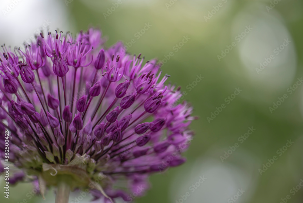 Flower of purple allium decorative bow close-up Flower of purple allium decorative bow close-up