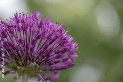 Flower of purple allium decorative bow close-up 