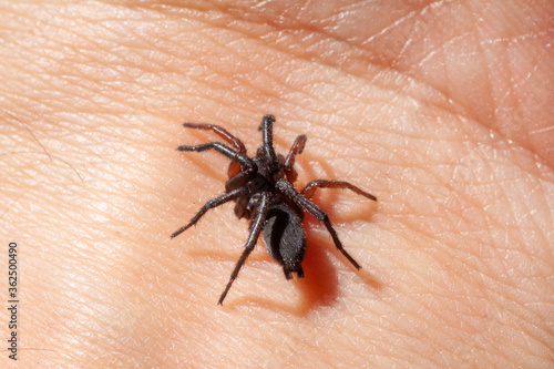 a small poisonous spider on the arm of a man bites the skin injects poison