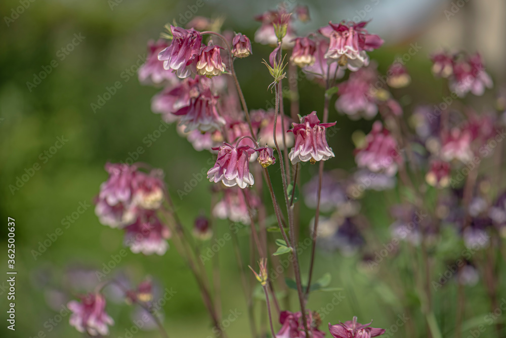 Aquilegia vulgaris or columbine blossoming in a spring garden close up romantic view. Aquilegia vulgaris or columbine blossoming in a spring garden close up romantic view.