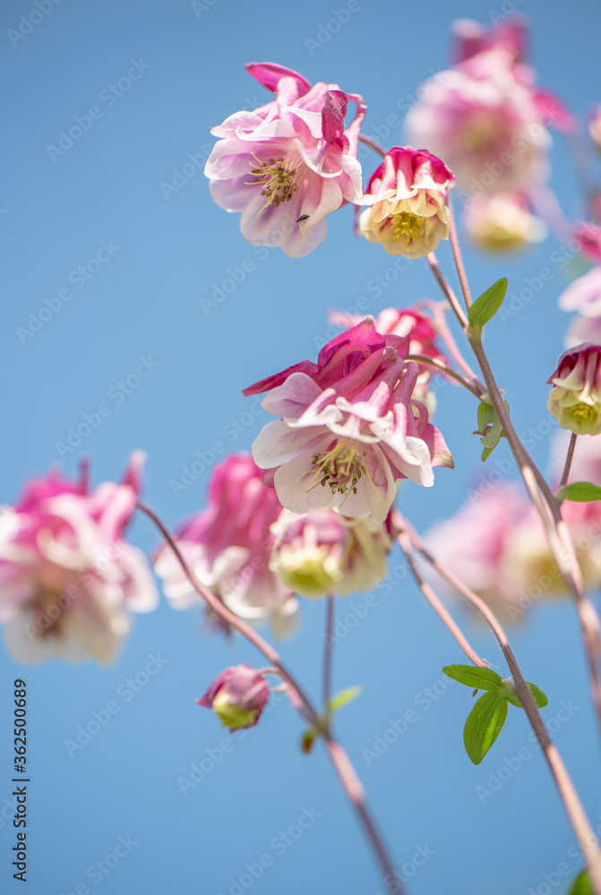 Aquilegia vulgaris or columbine blossoming in a spring garden close up romantic view. Aquilegia vulgaris or columbine blossoming in a spring garden close up romantic view.