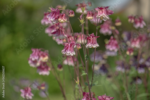 Aquilegia vulgaris or columbine blossoming in a spring garden  close up  romantic view.
