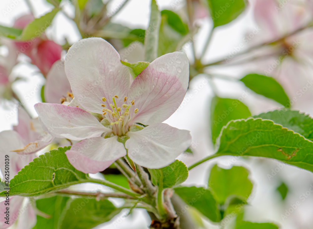 Fototapeta premium White and pink flowers apple tree blossom close-up spring time