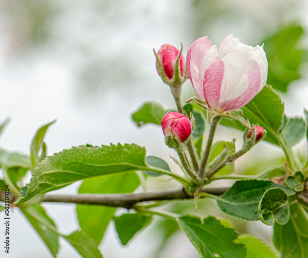 White and pink flowers apple tree blossom close-up spring time White and pink flowers apple tree blossom close-up spring time