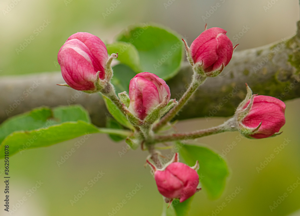White and pink flowers apple tree blossom close-up spring time White and pink flowers apple tree blossom close-up spring time