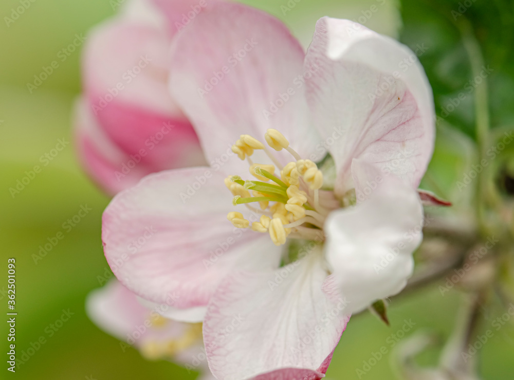 White and pink flowers apple tree blossom close-up spring time White and pink flowers apple tree blossom close-up spring time