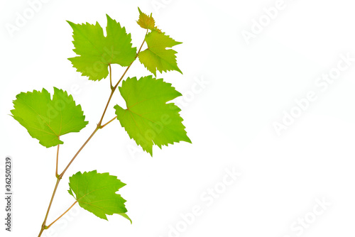 Vine leaves isolated on white background. Free space for text.