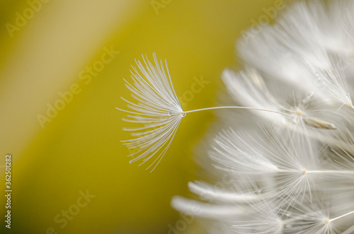 Abstract dandelion flower close up background