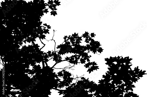Tree leaves. Forest nature backdrop.Grunge texture. Grunge black and white vector overlay. Grungy grainy surface.