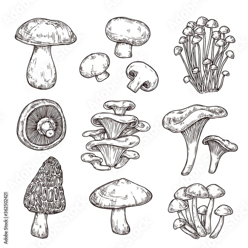 Fotografia Sketch mushroom