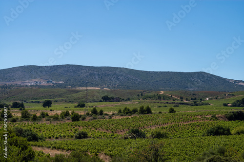 vineyard in france