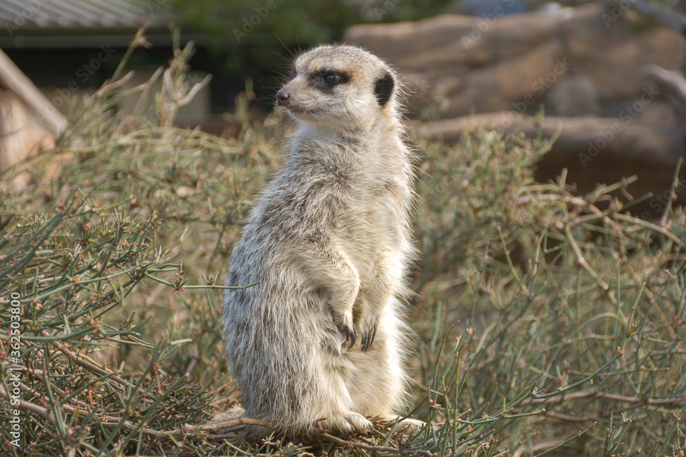 Fototapeta premium Cute meerkat waiting under the sun