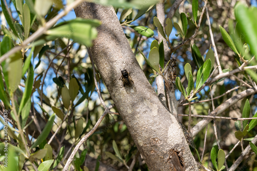 Cicada on olive trunk