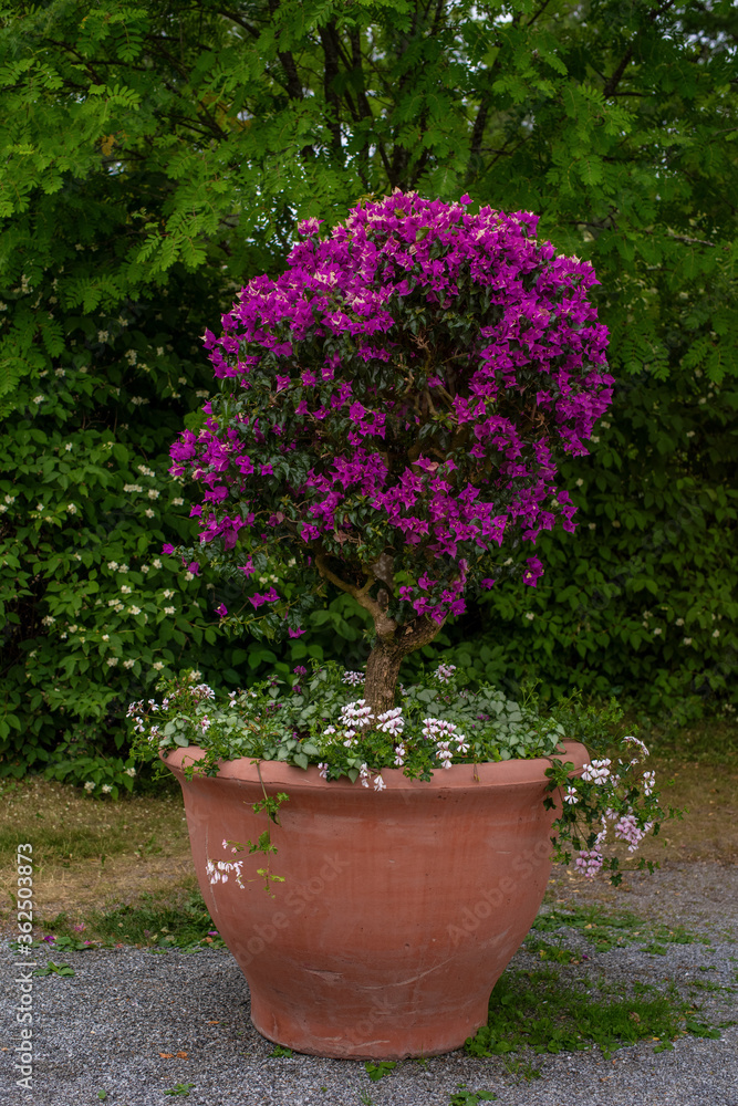 Purple flowers Glabra or Buttiana known as Great Bougainvillea (Paperflower)