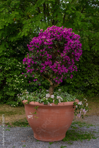Purple flowers Glabra or Buttiana known as Great Bougainvillea (Paperflower)