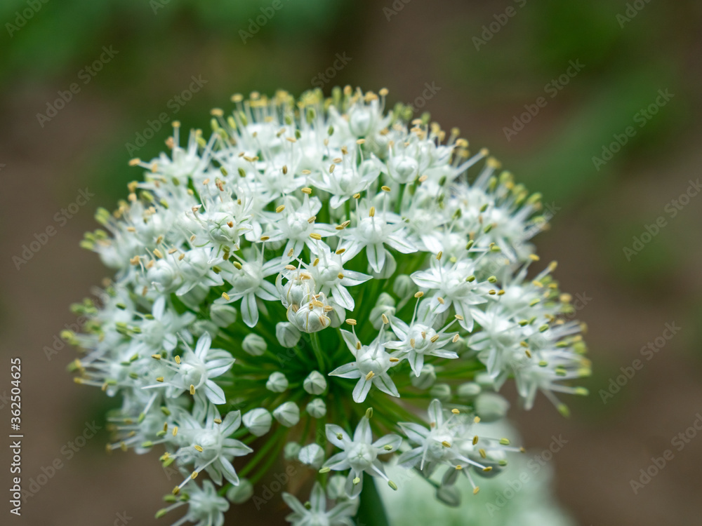 Selective focus of Garlic Chives flower