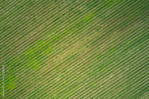 Flat lay  green grape plantation in the north of Italy. Stripes of grapes. High altitude