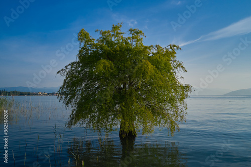 Tree growing in the water of Sirmione, Lake Garda, Italy. Aerial view. Lonely tree in water reflects itself © Berg