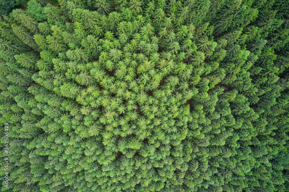 Plantation of spruce trees. Top down aerial view. Green spruce on the slope aerial view. Aerial view from above on the green trees in the forest. Background forest view from above Plantation of spruce trees. Top down aerial view. Green spruce on the slope aerial view. Aerial view from above on the green trees in the forest. Background forest view from above