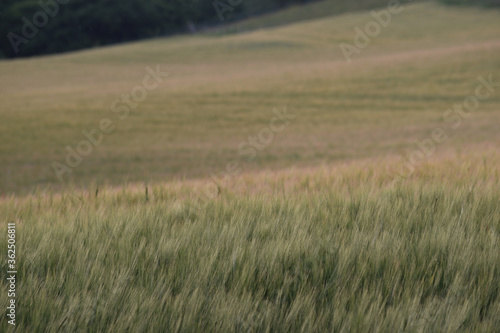Barley fields in Lostwithiel Cornwall