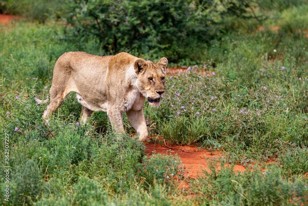 Naklejka premium Lion