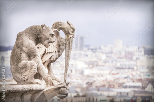 Fotografia Gargoyle (chimera), stone demons with Paris city on background.
