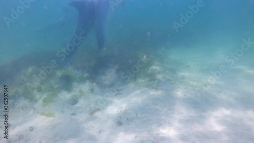 Wallpaper Mural Slow motion video of wild dolphins, Australia Torontodigital.ca