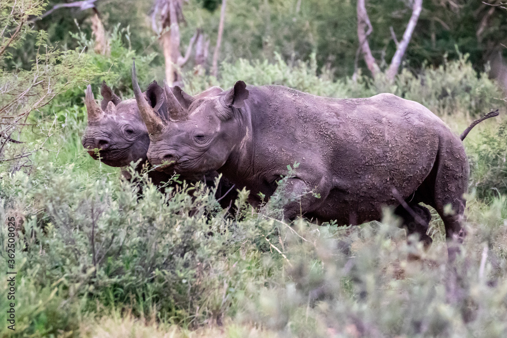 Black Rhinoceros