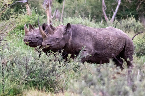 Black Rhinoceros © Charles