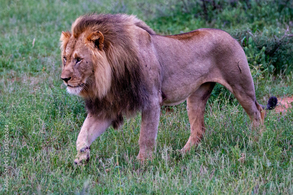 Naklejka premium Lion