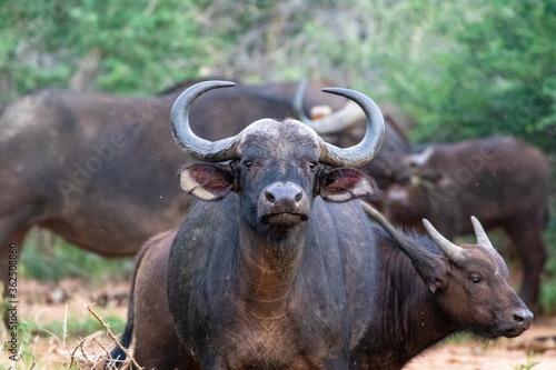 African Savanna Buffalo