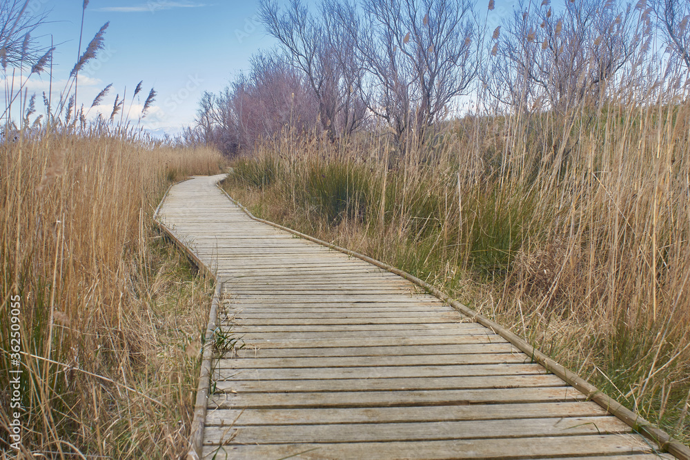 Wooden walkway through dry vegetation