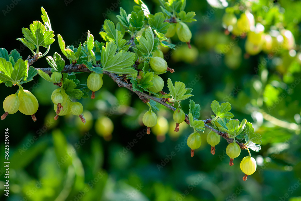 Fototapeta premium Gooseberry bush with ripe berries. Close-up of berries on a sunny day