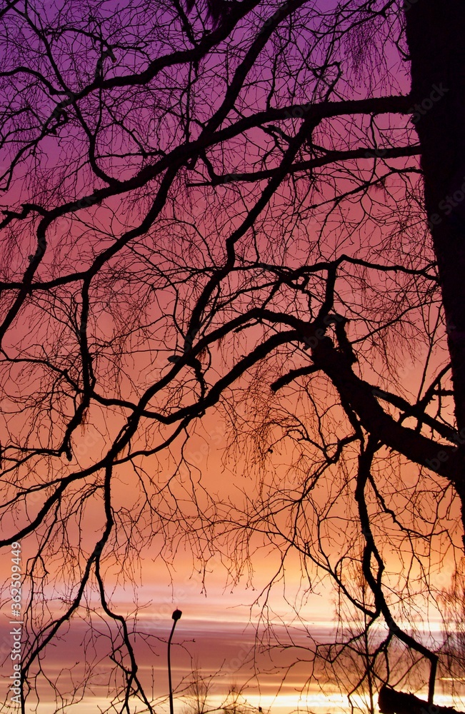 Amazing sunrise in the Swedish Lapland. Sunset winter landscape with snow-covered pine trees in violet and pink colors. Fantastic colorful Scene with picturesque dramatic sky. Amazing sunrise in the Swedish Lapland. Sunset winter landscape with snow-covered pine trees in violet and pink colors. Fantastic colorful Scene with picturesque dramatic sky.