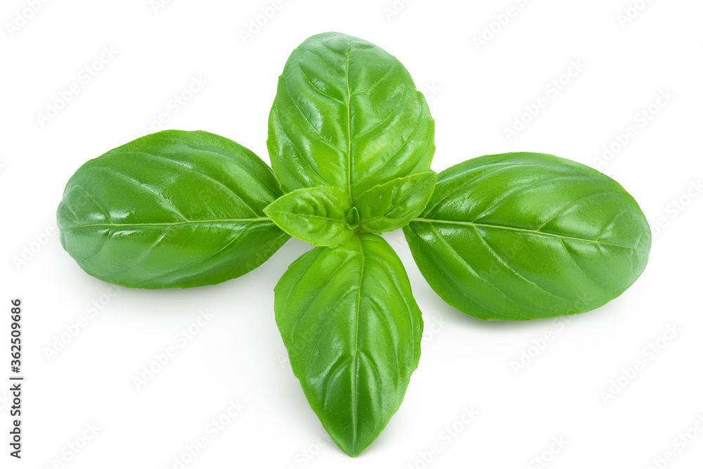 Fresh basil leaf isolated on white background with clipping path and full depth of field Fresh basil leaf isolated on white background with clipping path and full depth of field