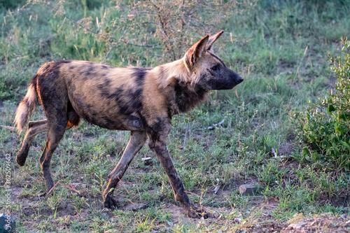 Wild Dogs © Charles