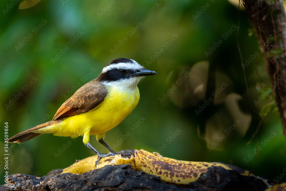 Obraz premium Schwefelmaskentyrann (Pitangus sulphuratus) in Costa Rica
