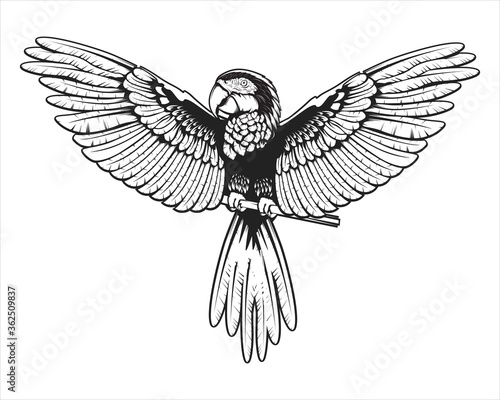 Macaw parrot isolated on black and white vector illuastration. Tropical macaw parrot logo for print production.